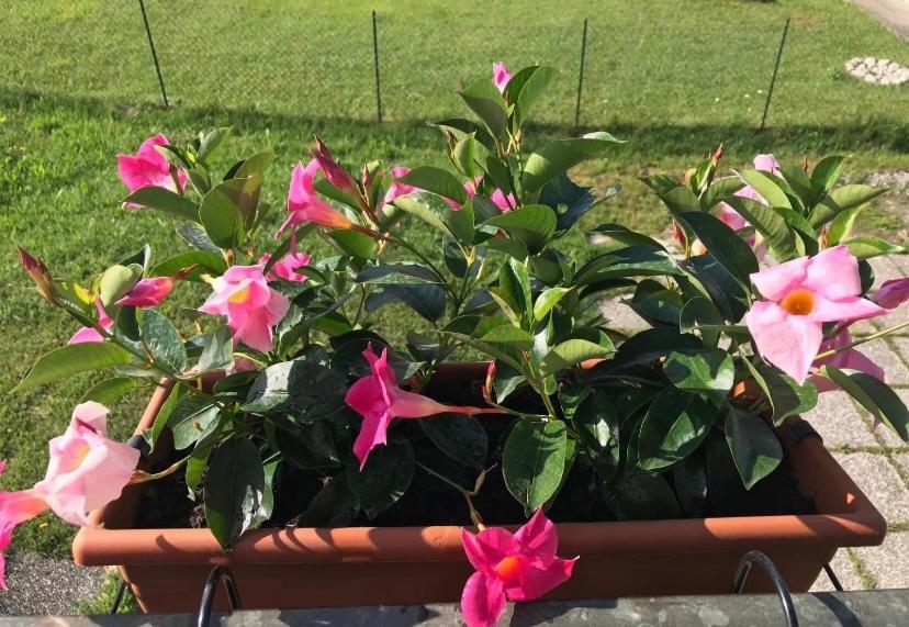 Graziosa Bifamiliare Ad Asiago Con Giardino Privato Kültér fotó